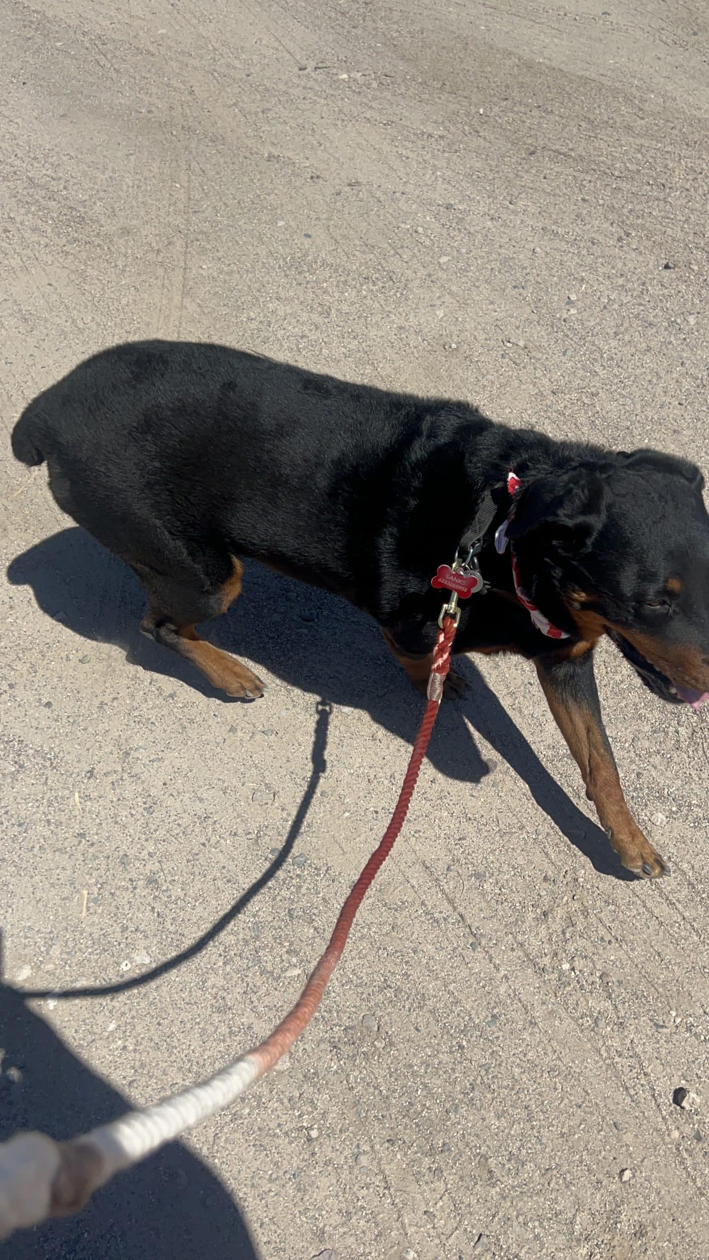 The Arizona Cotton Rope Dog Leash, Standard 5FT - Image 3