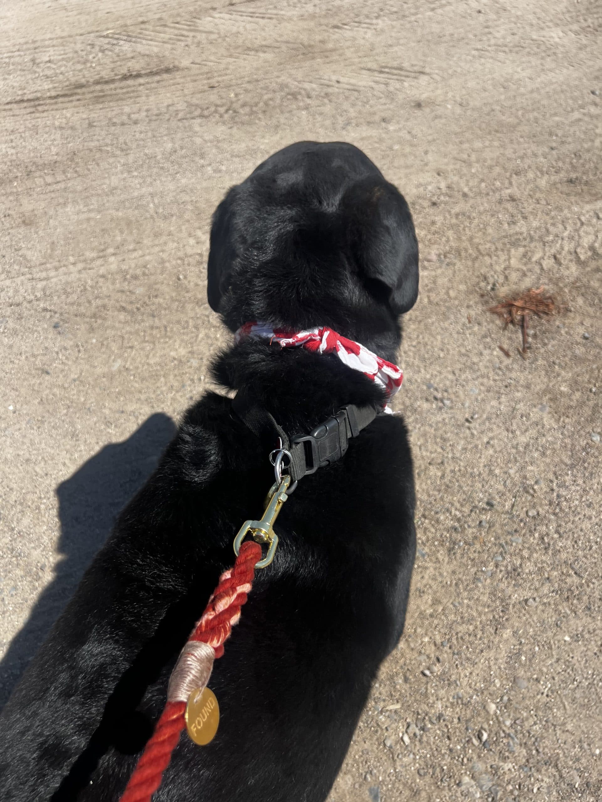 The Arizona Cotton Rope Dog Leash, Standard 5FT - Image 4