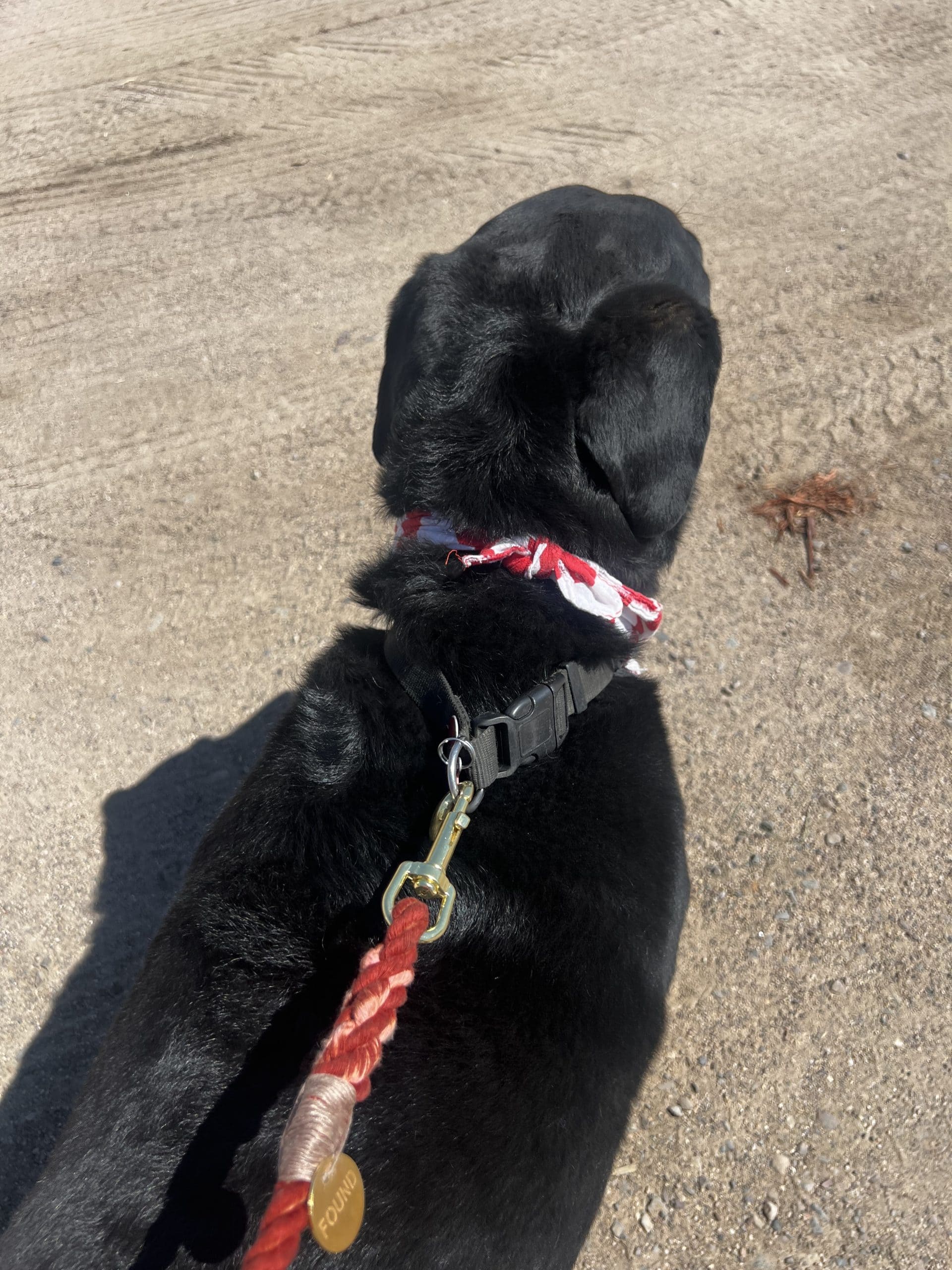 The Arizona Cotton Rope Dog Leash, Standard 5FT - Image 6